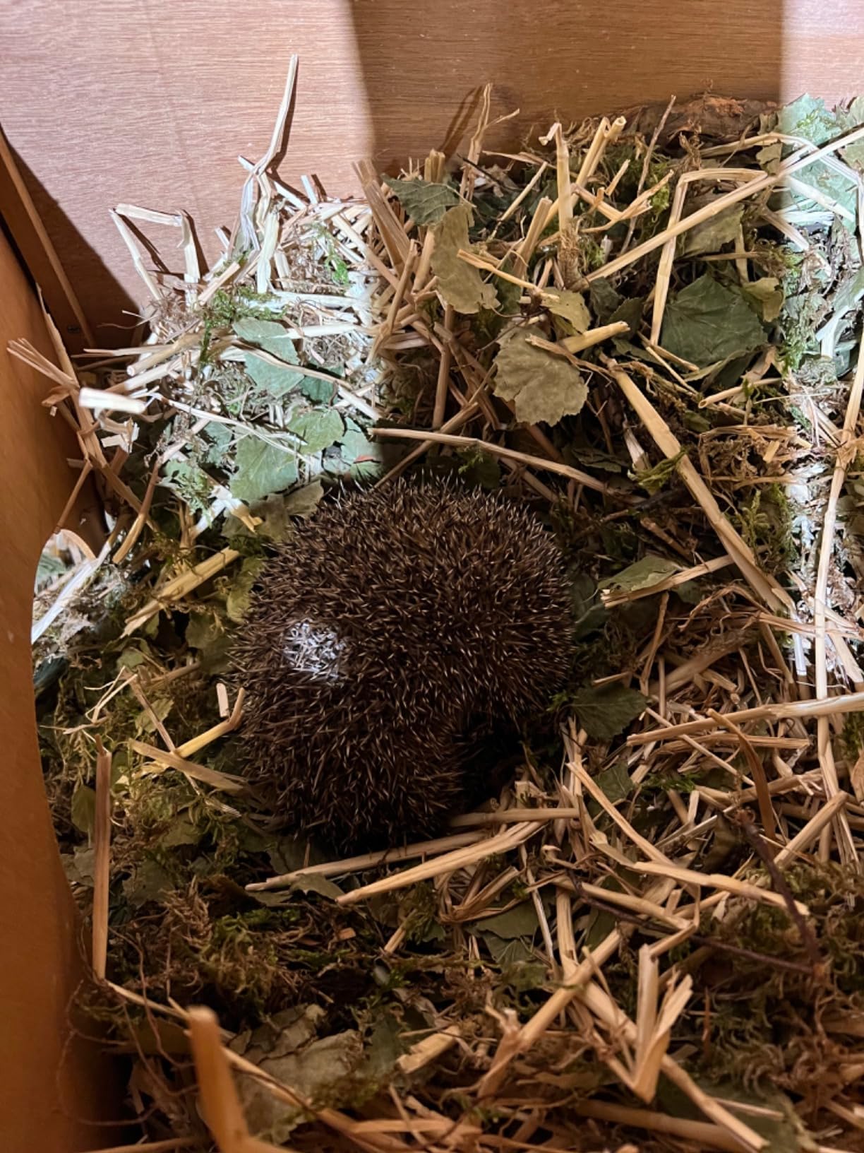 Mes lapins kiffent