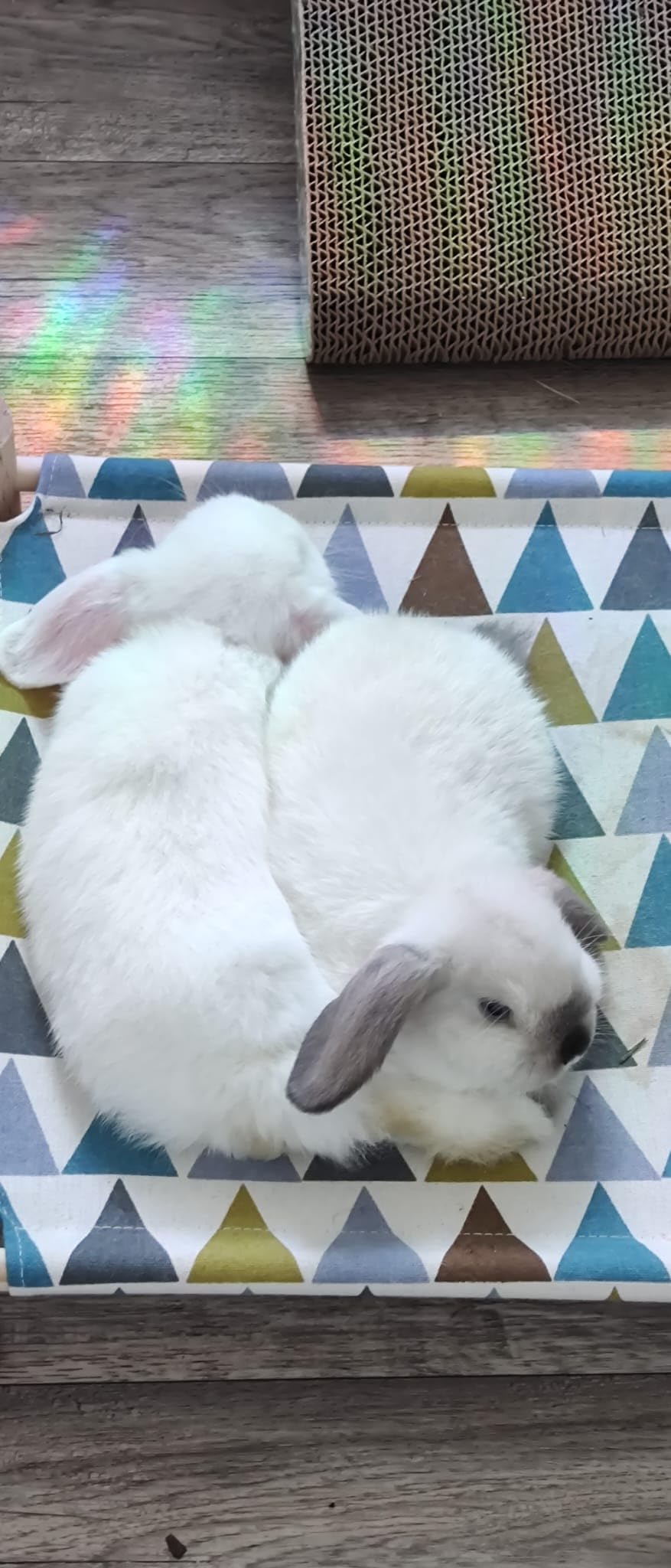 Mes deux rates ne le quittent plus