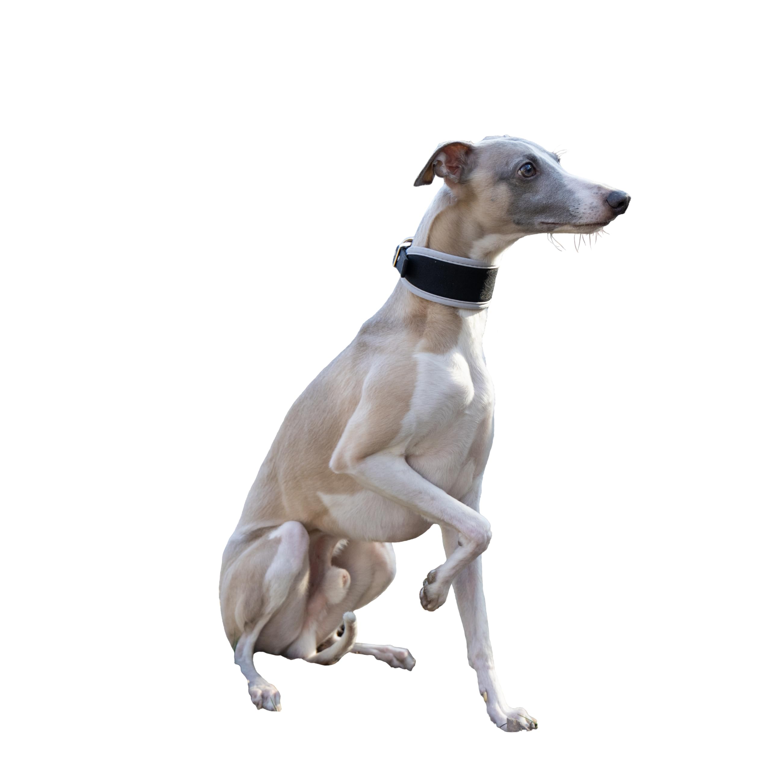 ferplast-ergocomfort-c15-33-collier-chien-l-vrier-argent image 3