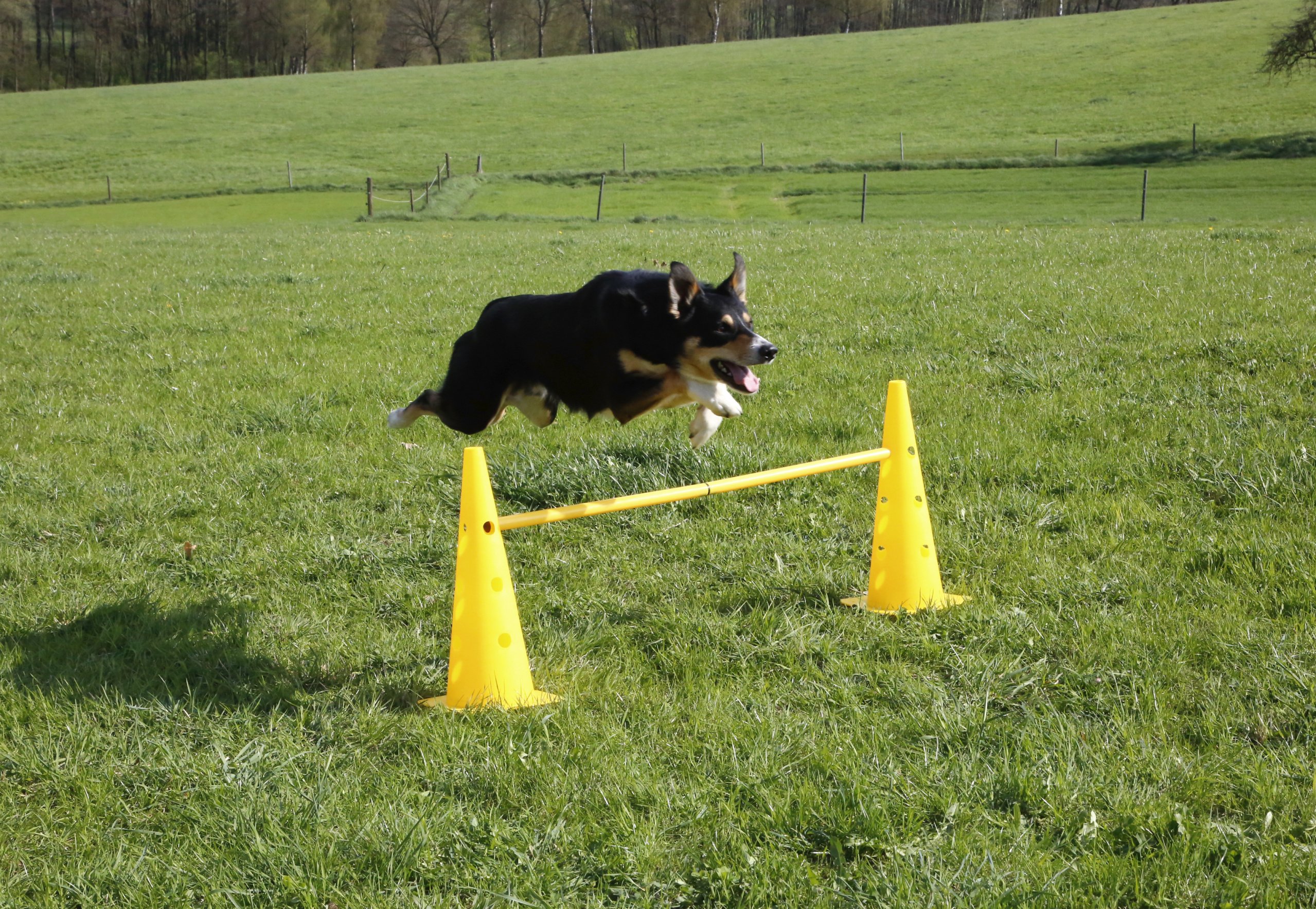 kerbl-81994-agility-lot-c-nes-et-barres-d-obstacle-pour-chien image 6