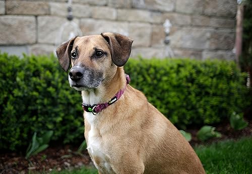 kerbl-pet-collier-colorado-fuchsia-25-35cm-15mm image 6