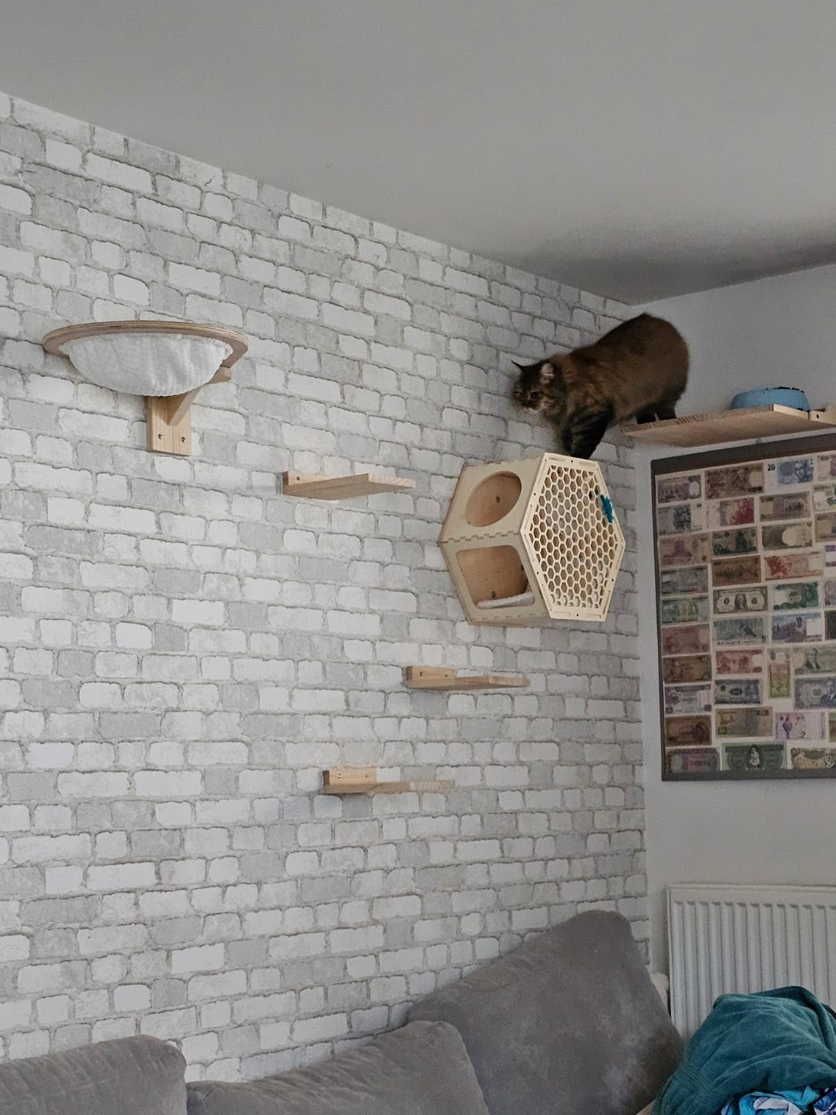 Mon chat ne le quitte plus