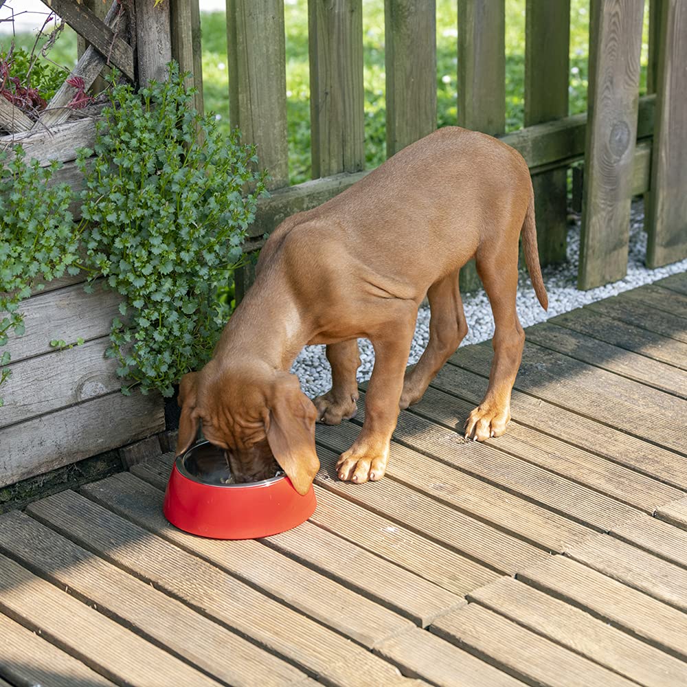 ferplast-jolie-gamelle-chien-et-chat-inox-avec-support-plastique-vert-moyen-0-9- image 3