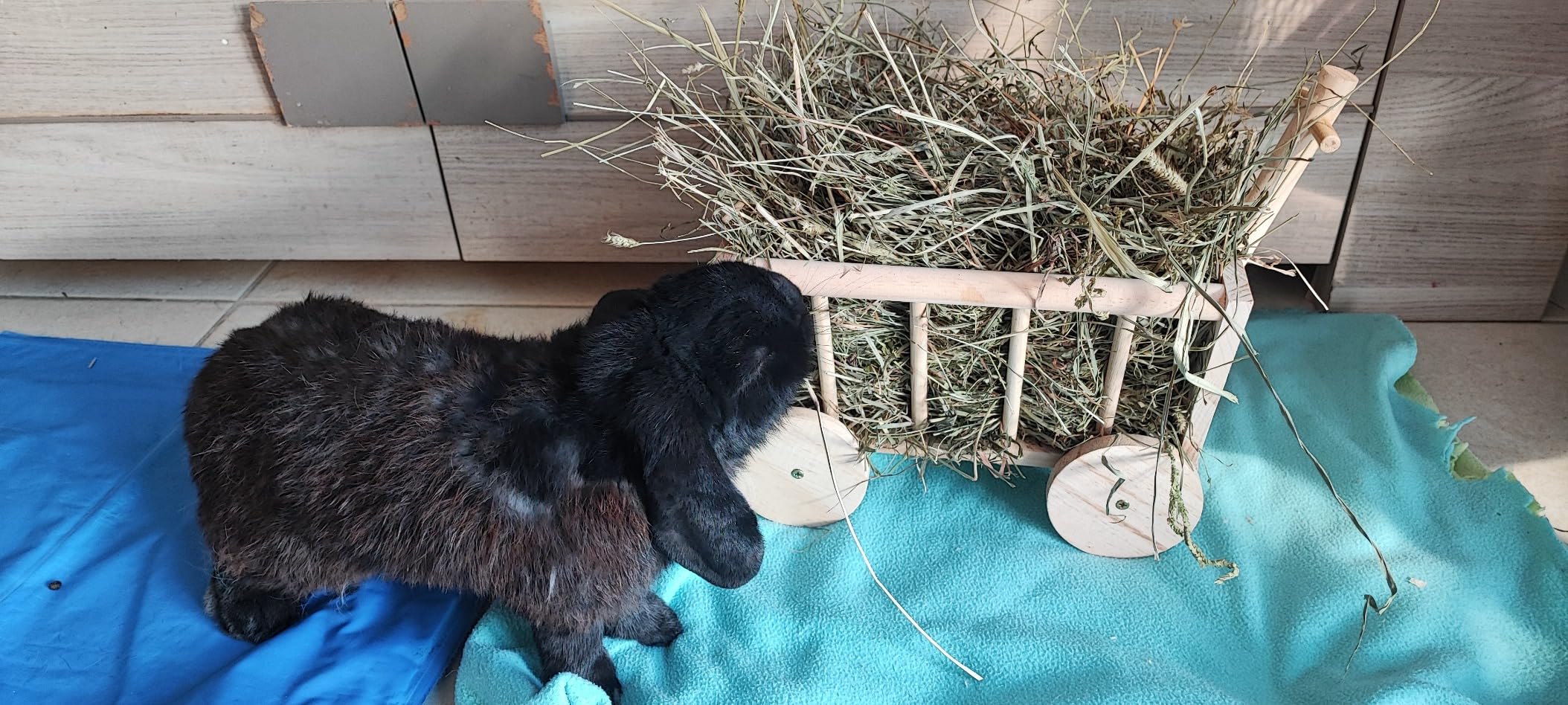 Parfait pour mon lapin