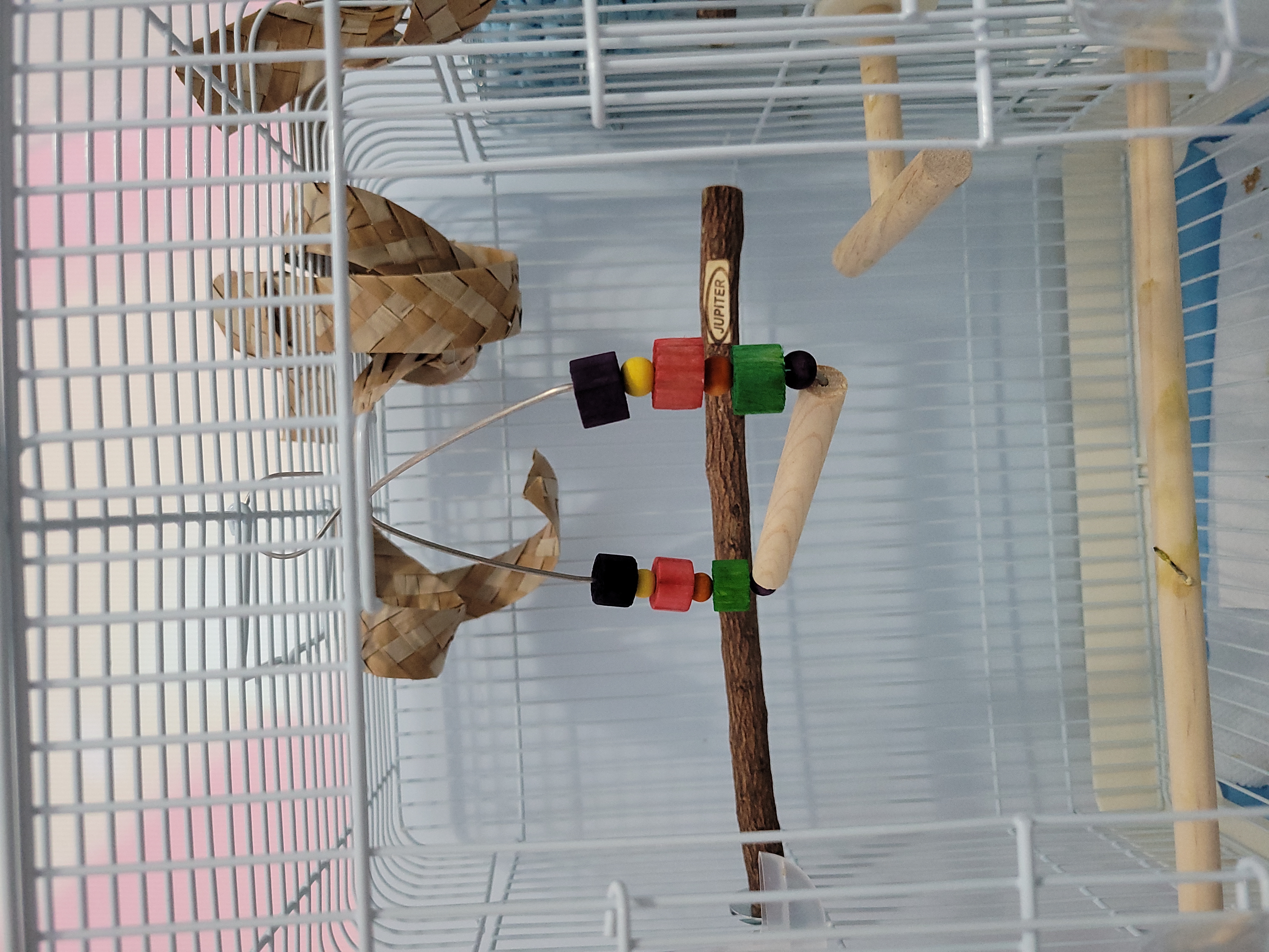 Mon hamster l'adore