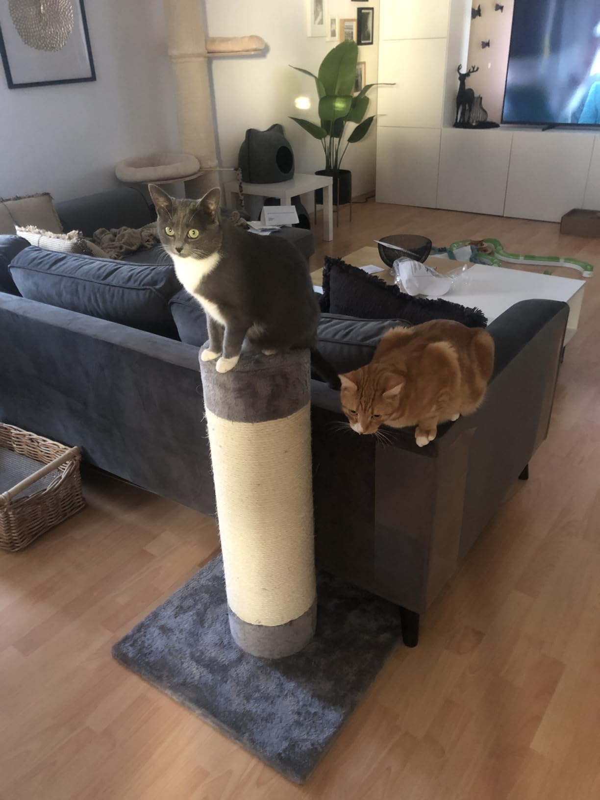 Convient à mon chat âgé