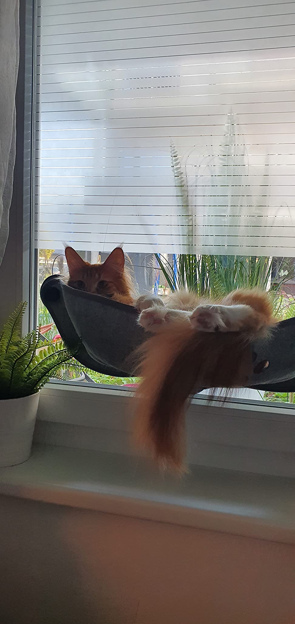 Solide pour chat moyen