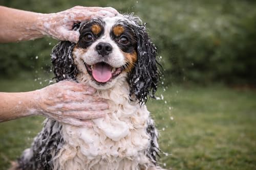 karlie-shampoing-de-base-pour-chien-hydratant-tous-types-de-pelage-300-ml image 7