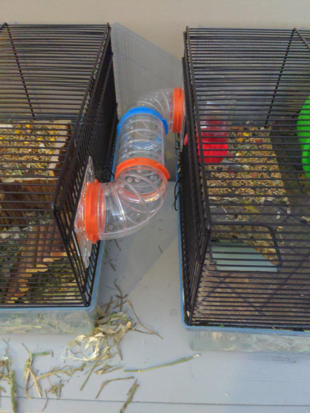 Top pour mon hamster