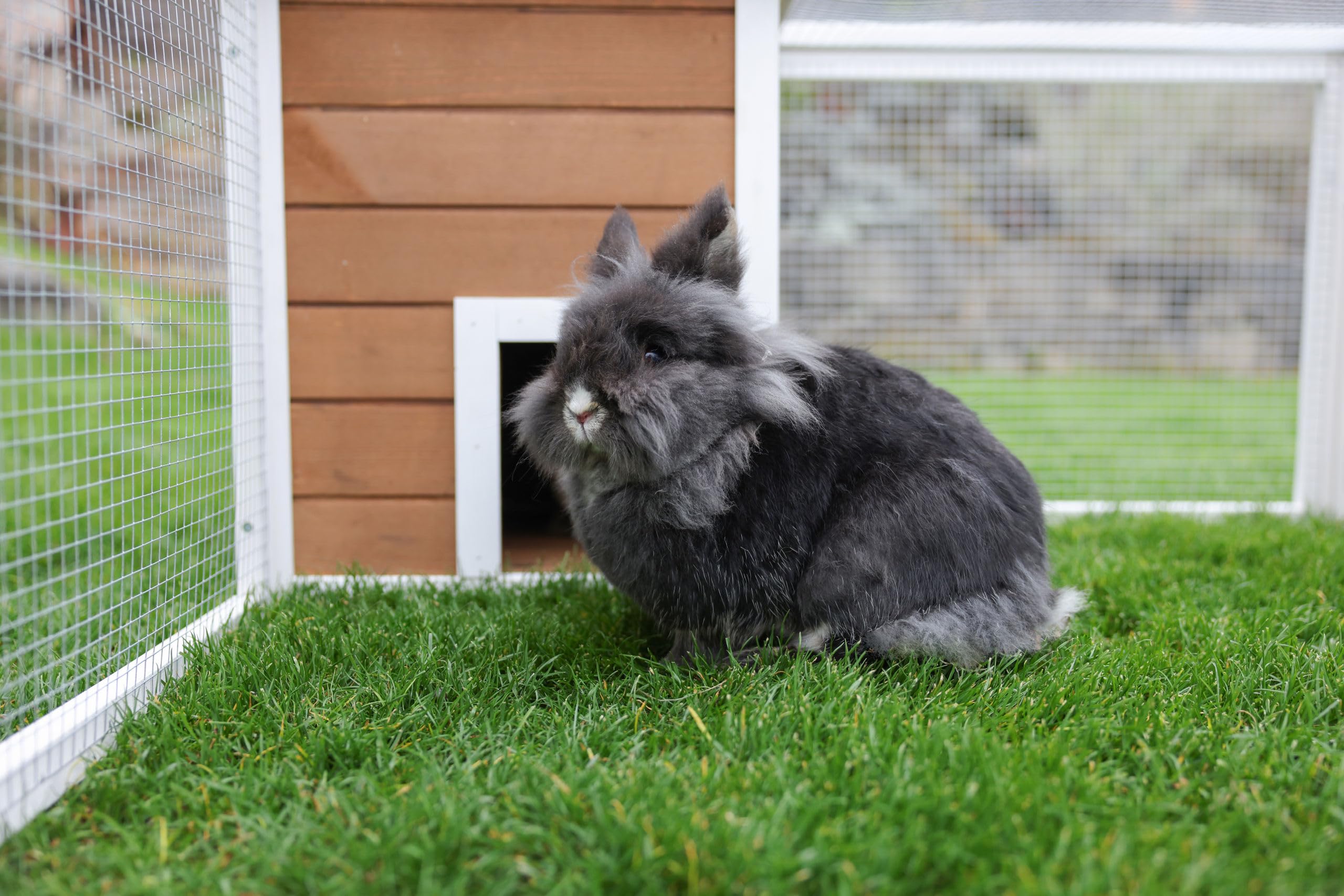 kerbl-pet-enclos-ext-rieur-avec-abri-int-gr-132x102x59-cm-pour-lapin-maison-en-b image 7