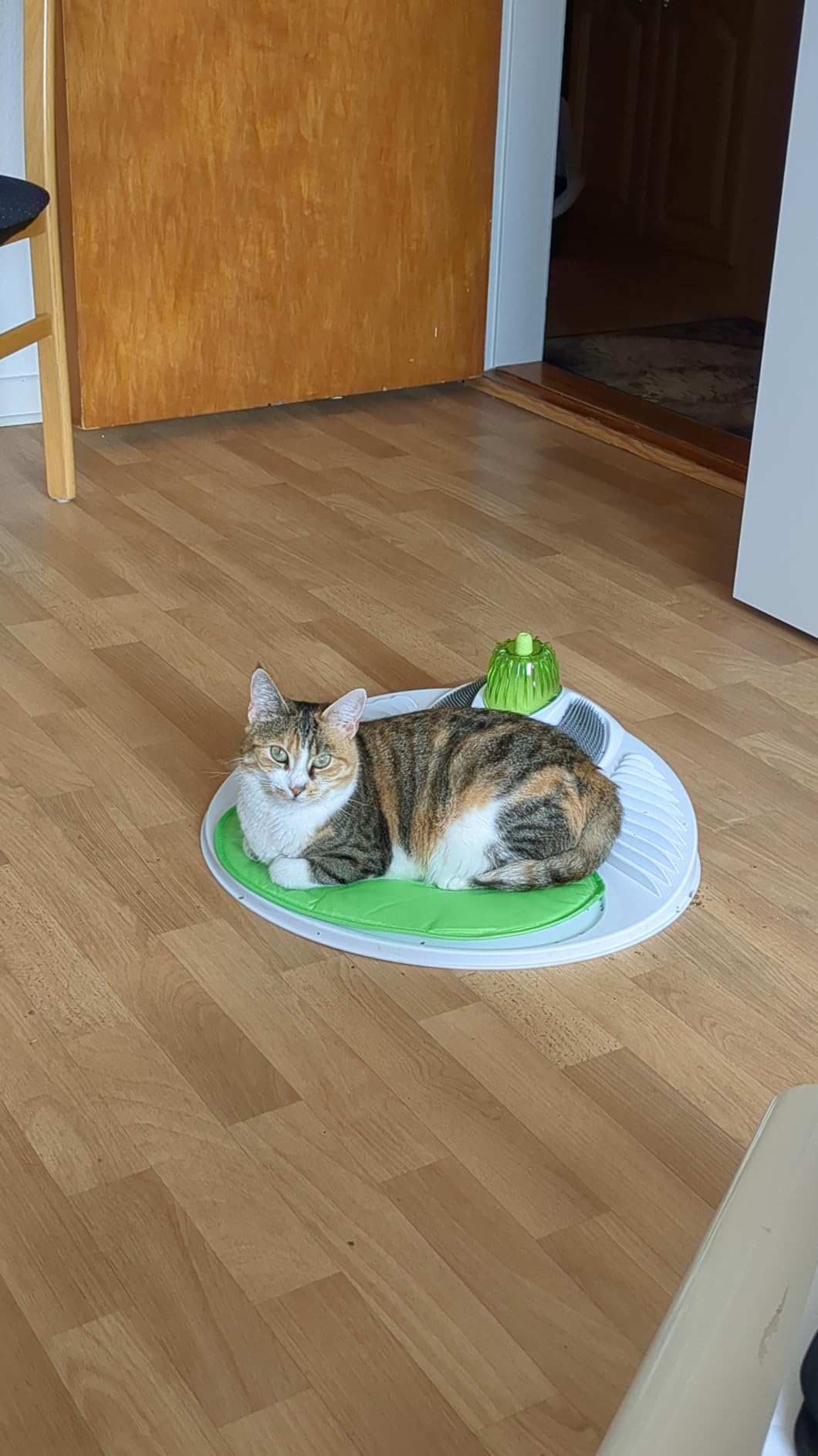 Mon chat l'ignore totalement