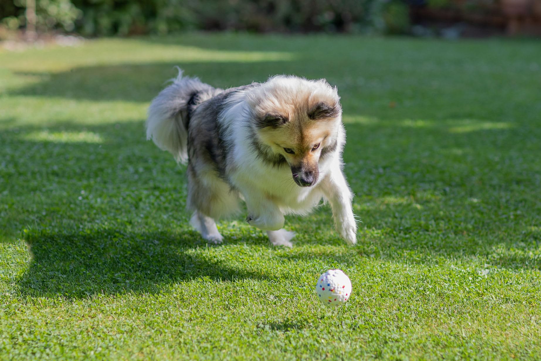 kerbl-balle-jouet-lancer-pour-chien-e-tpu-8-cm image 5