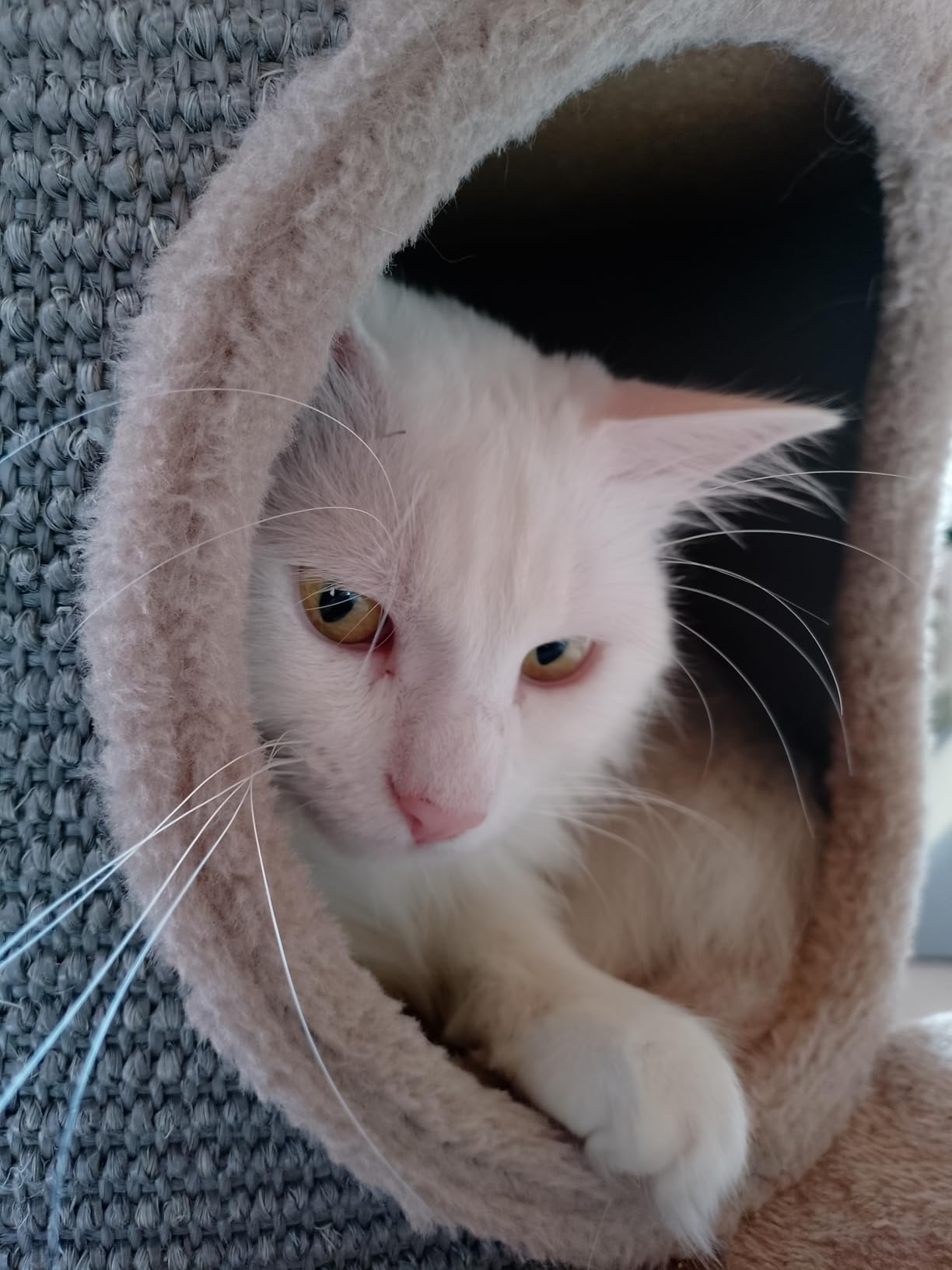 Mes chats l'adorent