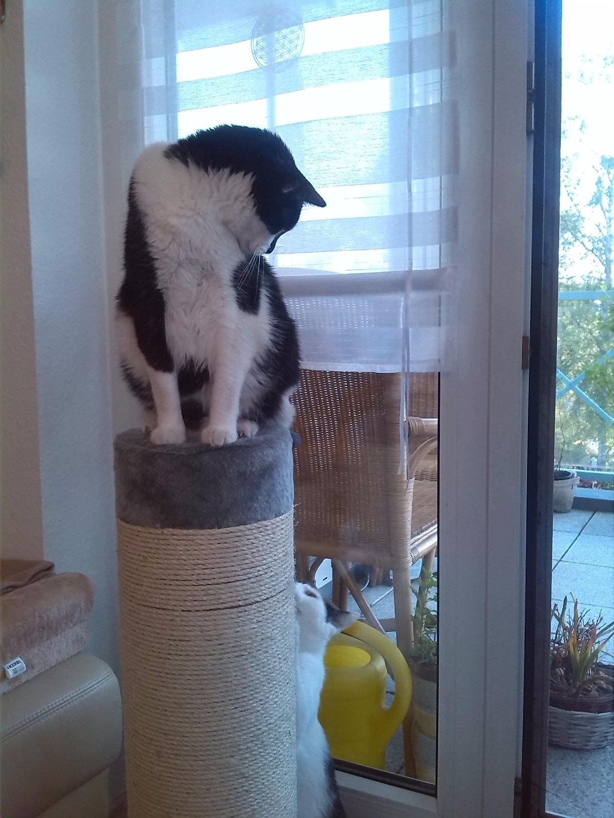 Mes deux chats se le partagent
