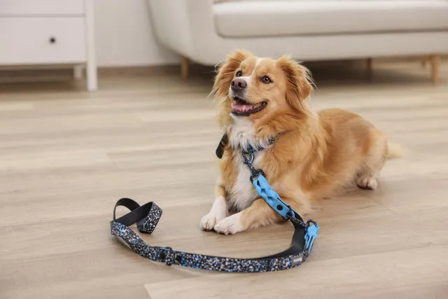 kerbl-lima-collier-chien-bleu-noir-25-mm-x-36-45-cm image 1
