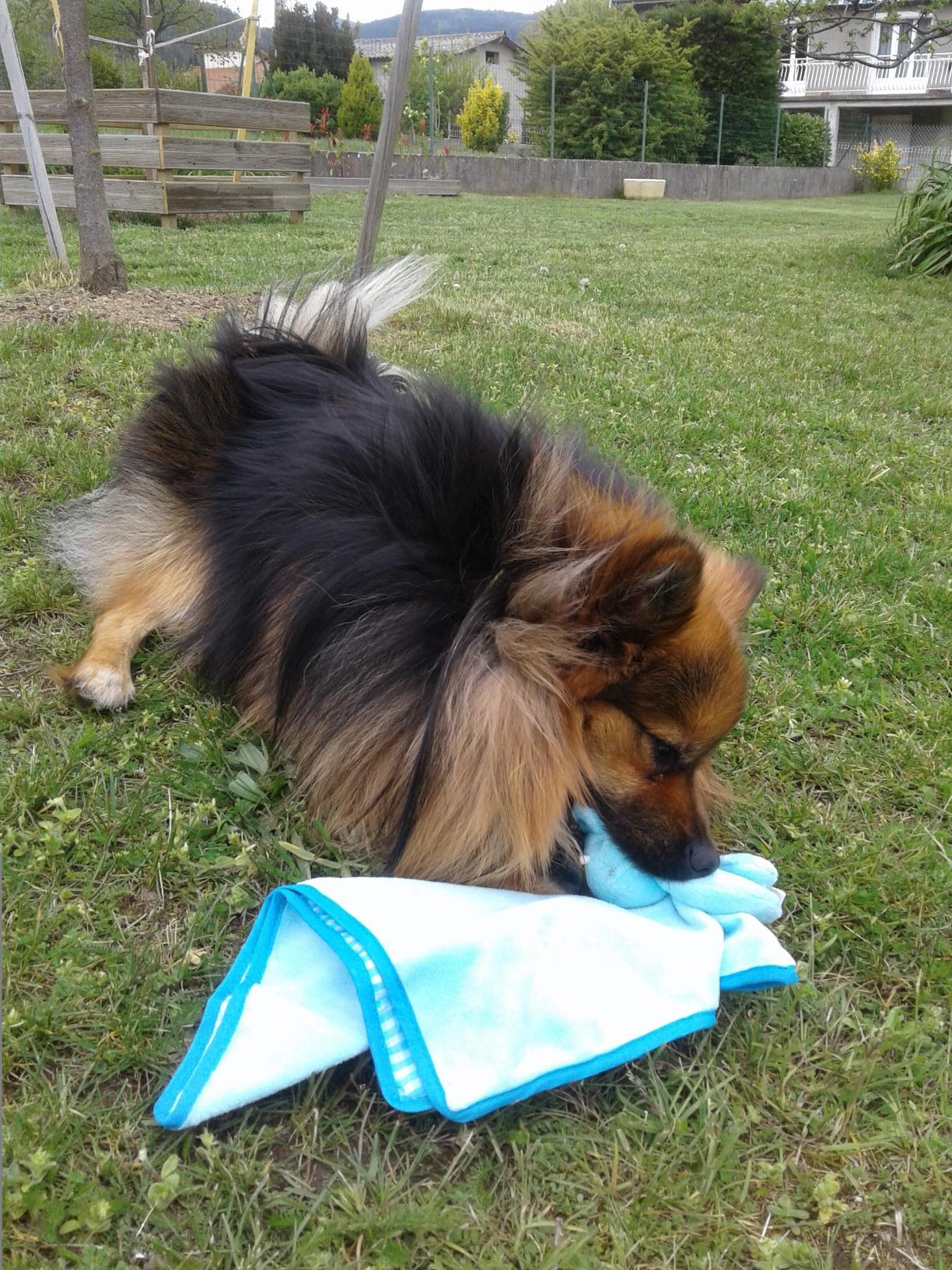Ma fille et le chien se le disputent