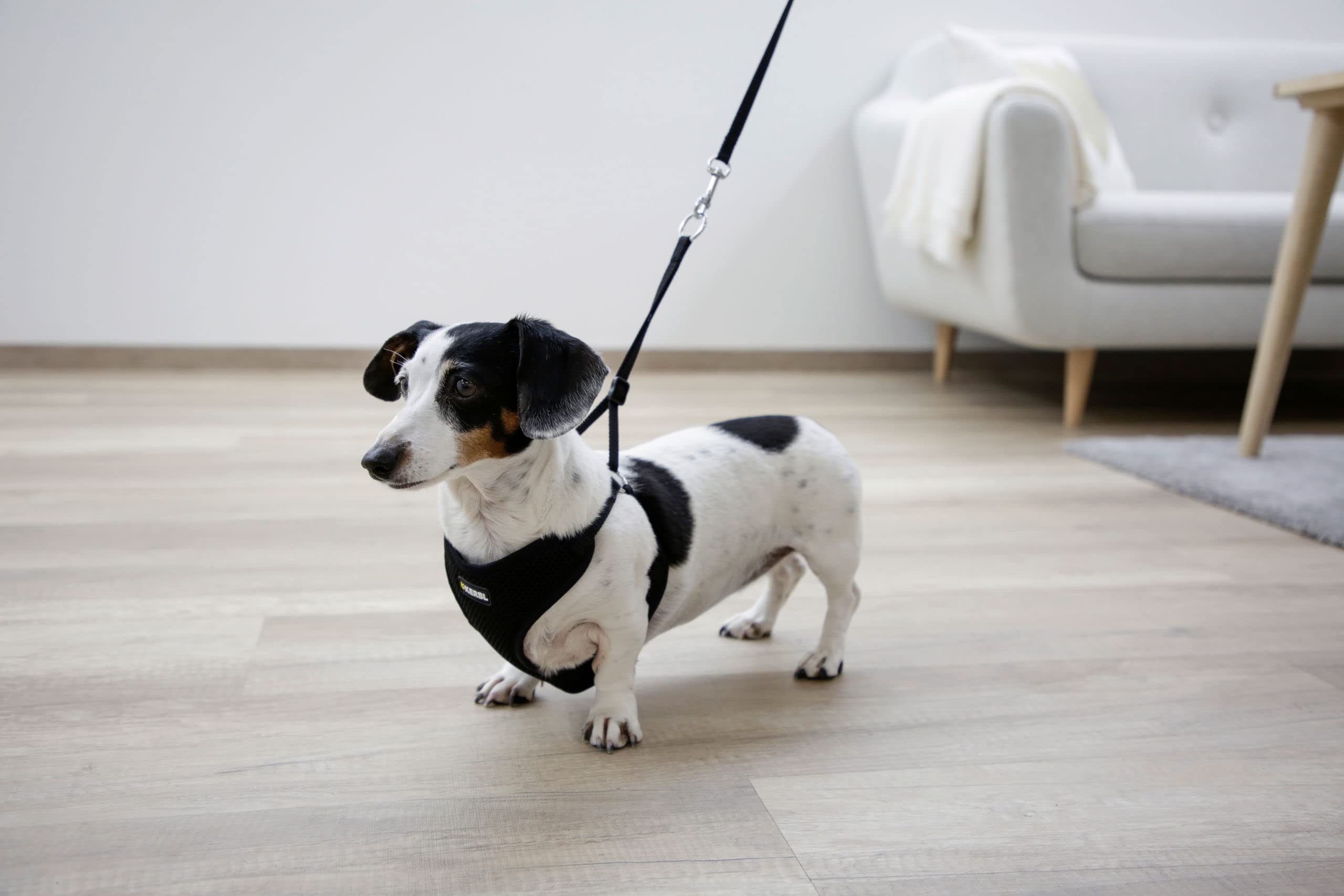 kerbl-pet-harnais-pour-chiots-noir-24-44-cm-10-mm-lot-de-3 image 5