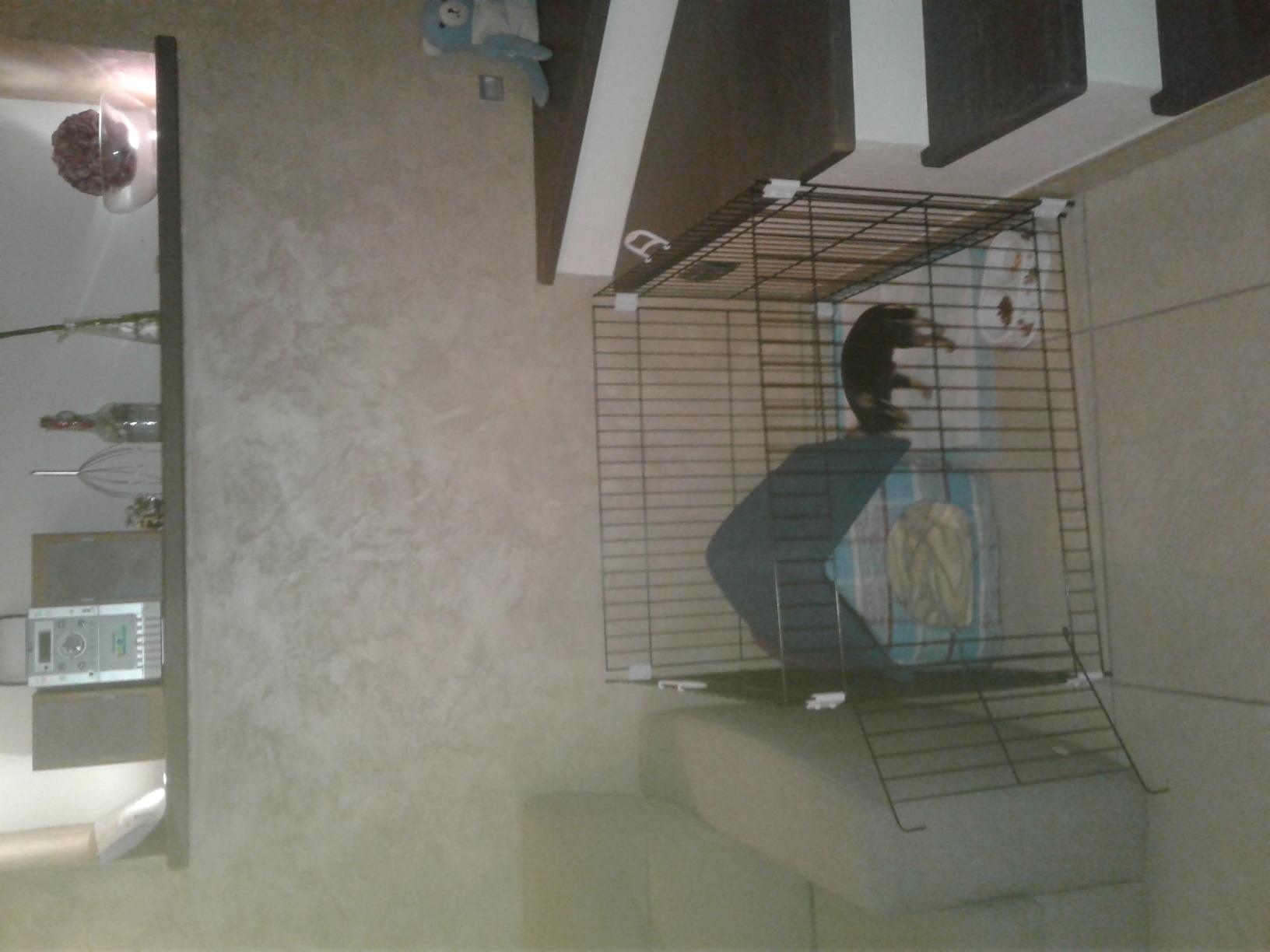 Parfait pour notre chiot