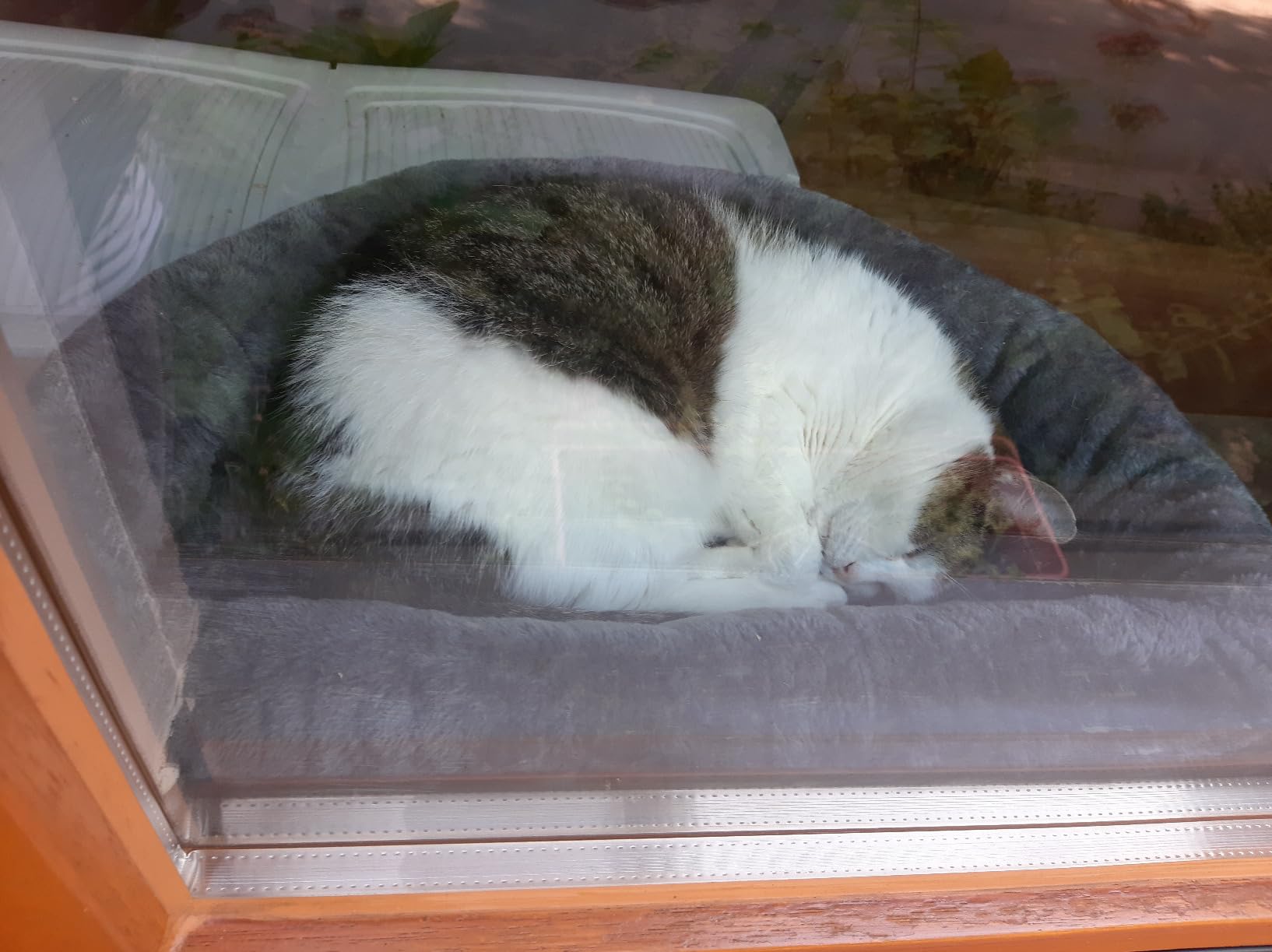 Mon chaton adore