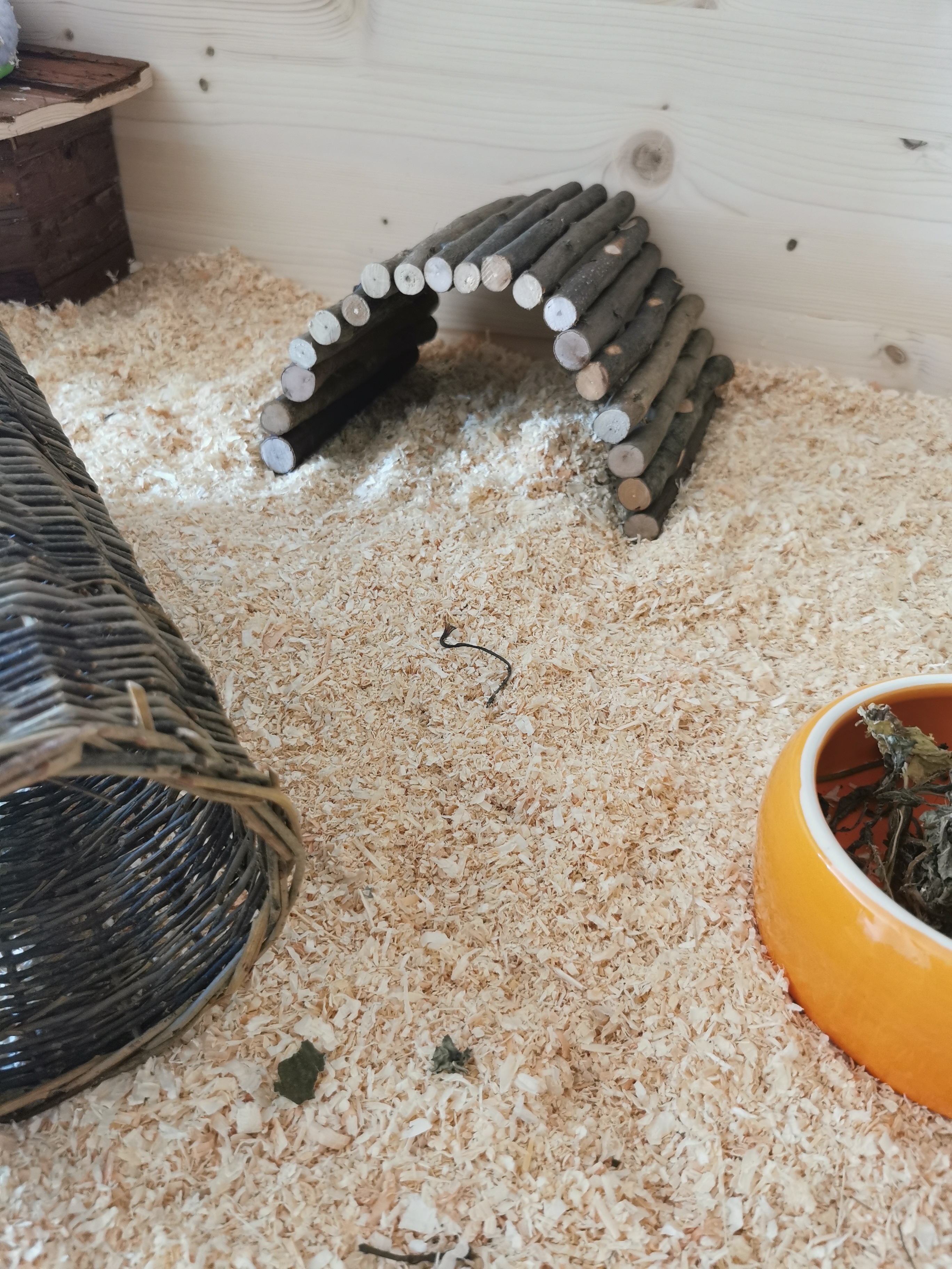 Mes hamsters l'adorent