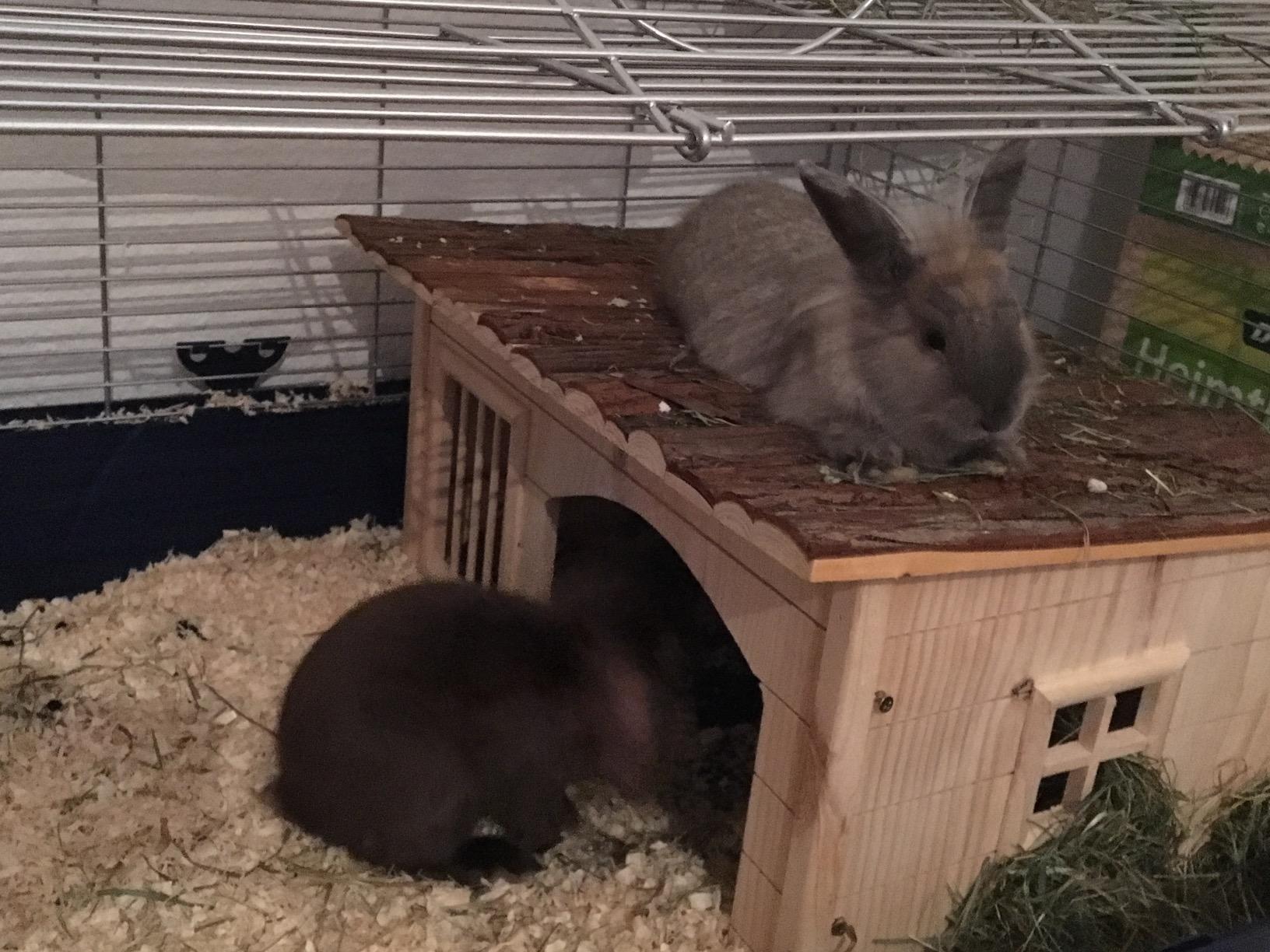 Mes lapins l'adorent