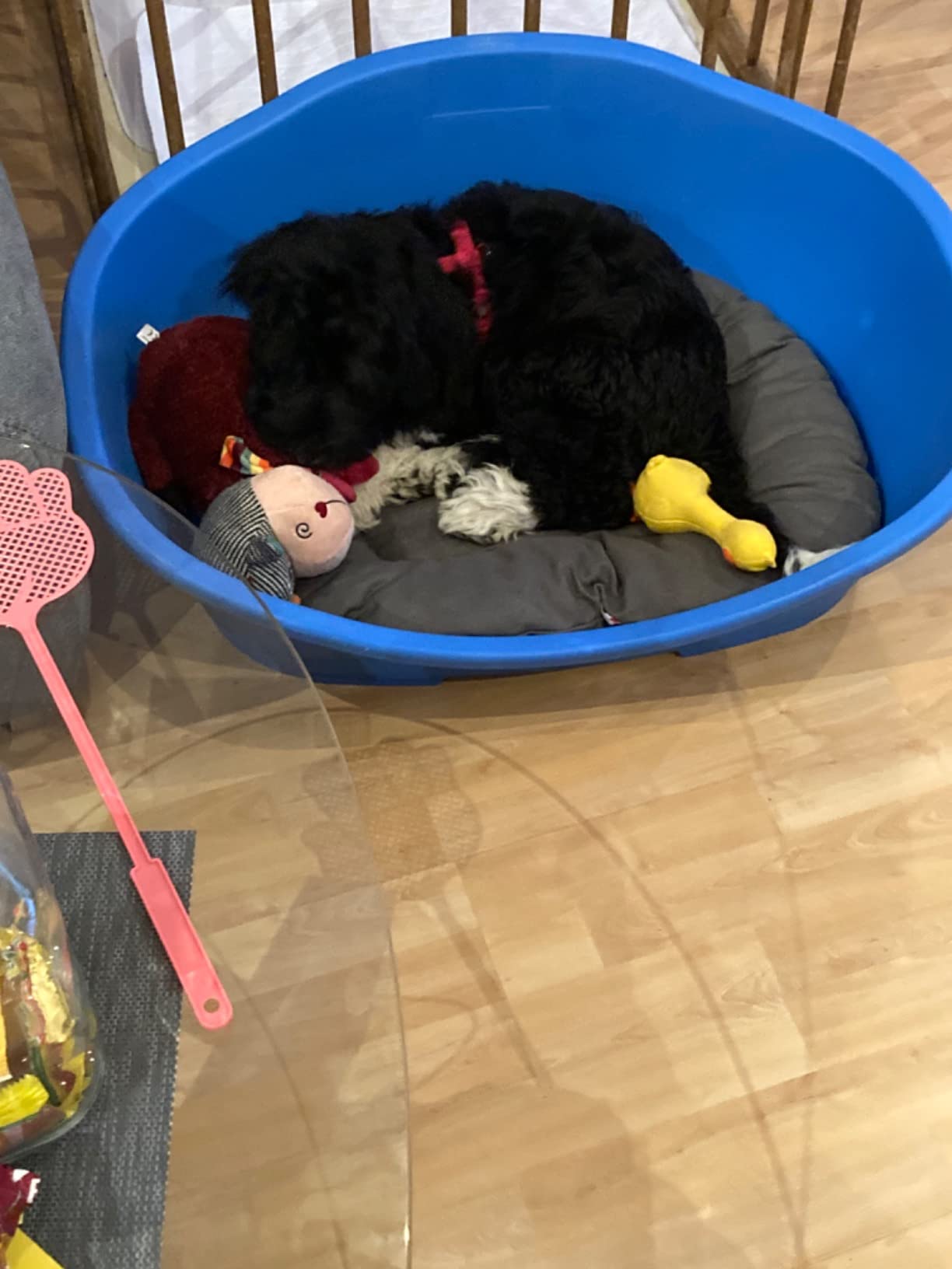 Adopté direct par mon labrador