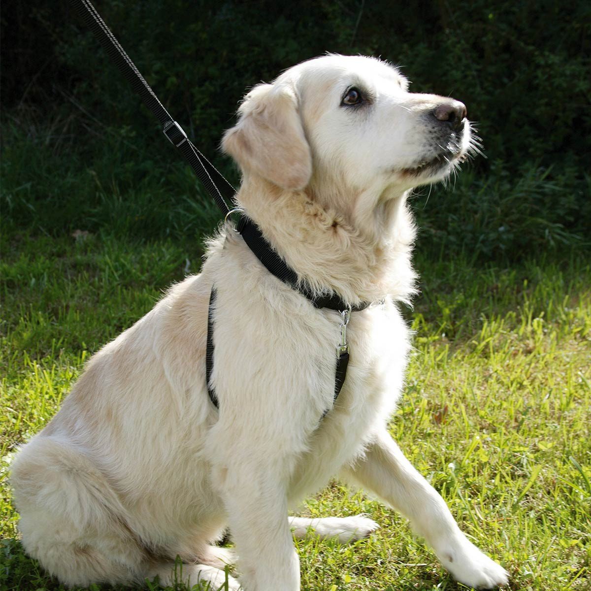 kerbl-maxi-leader-harnais-chien-55-80-cm-noir image 3