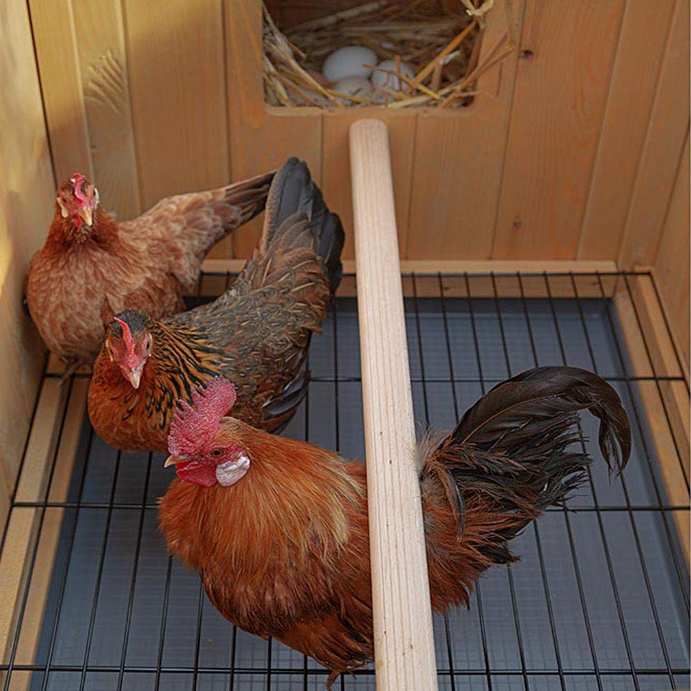 ferplast-hen-house-10-poulailler-ext-rieur-en-bois-fsc-pour-4-poules-124x98xh110 image 6