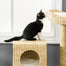 pawhut-arbre-chat-tour-avec-griffoirs-et-chelle image 8