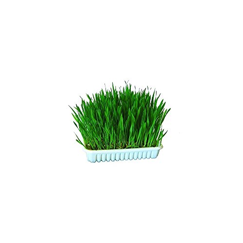 kerbl-pet-herbe-chat-100-g-cultiver image 2
