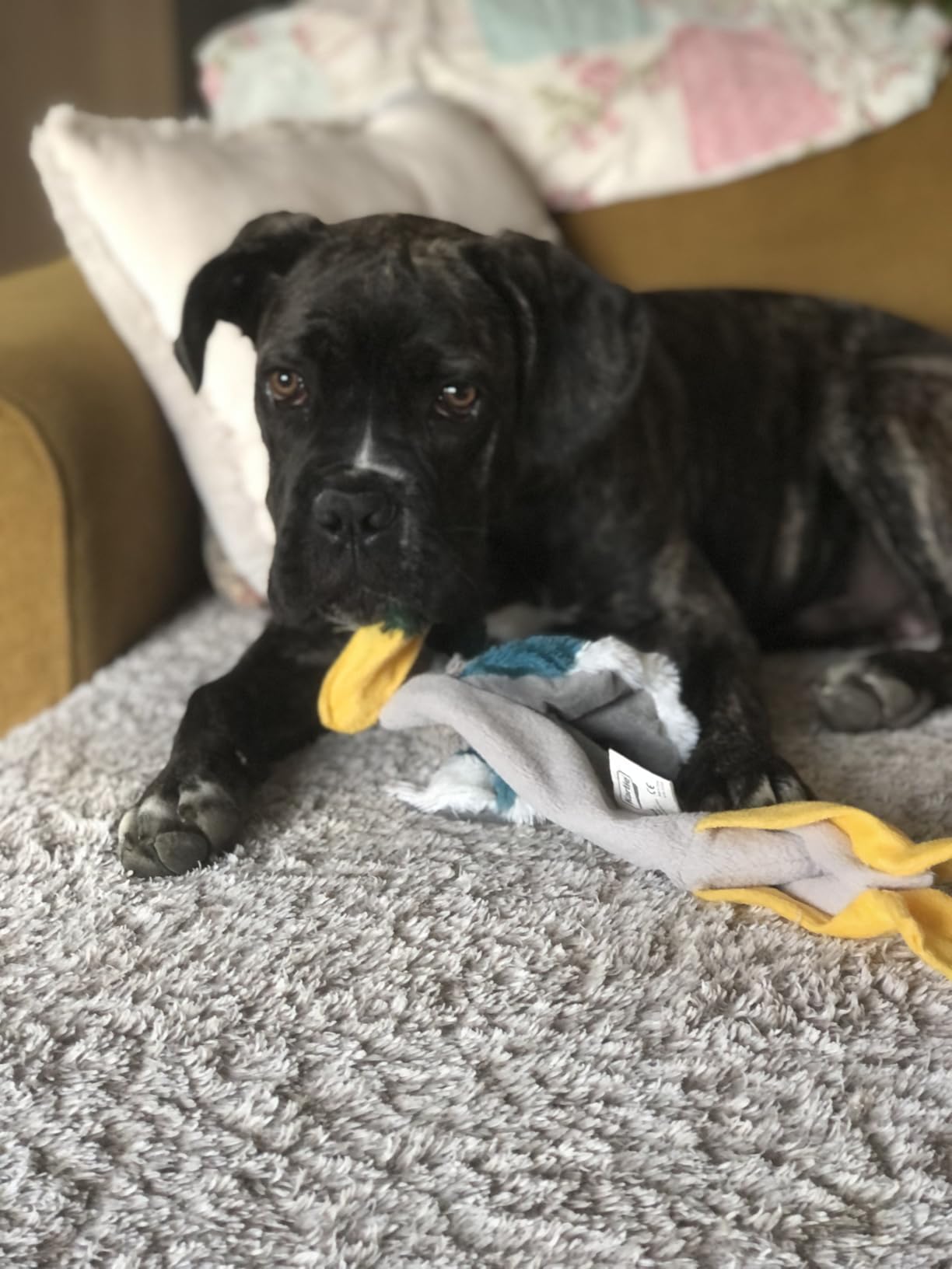 Mon labrador l'adore