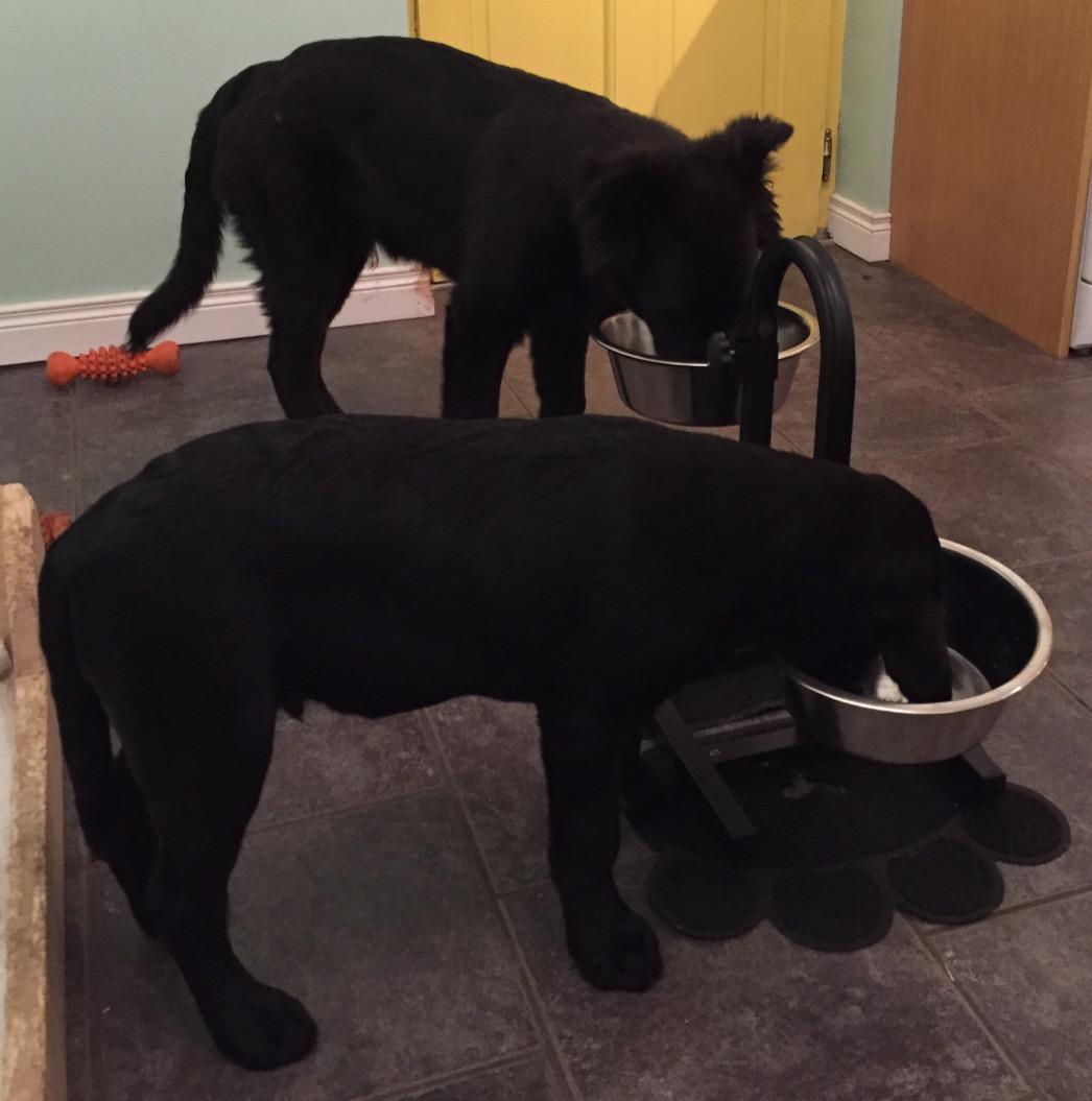 Pas adapté aux très petits chiens