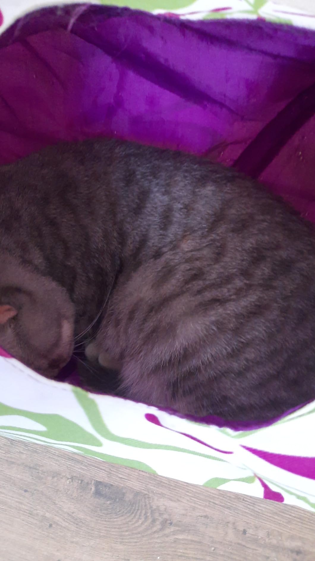 Bon amusement pour chaton