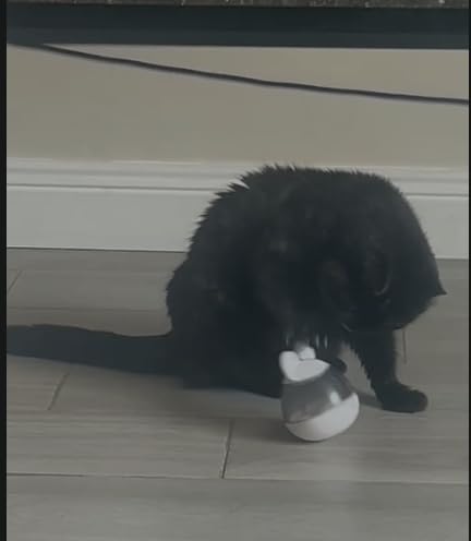Mon chat hésite encore