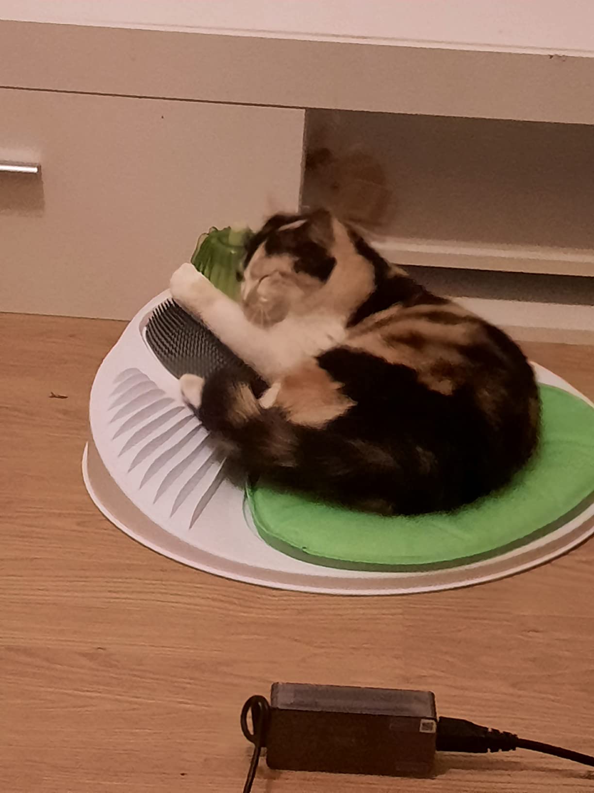Mon chat ne la quitte plus