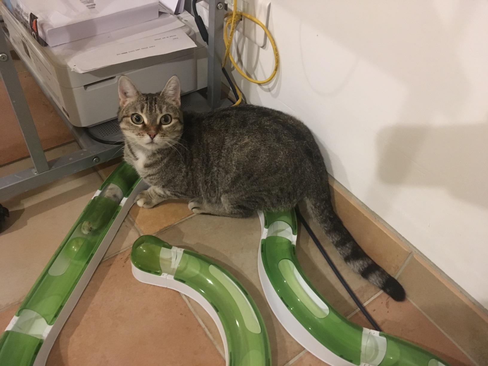 Excellent pour plusieurs chats