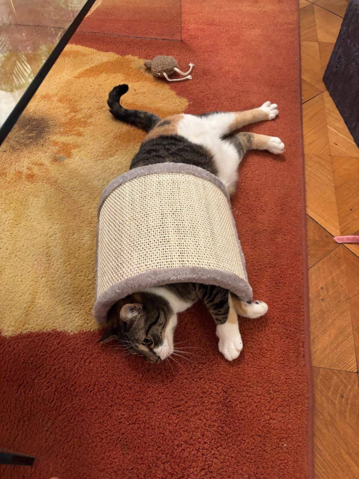 Mon chat l'ignore