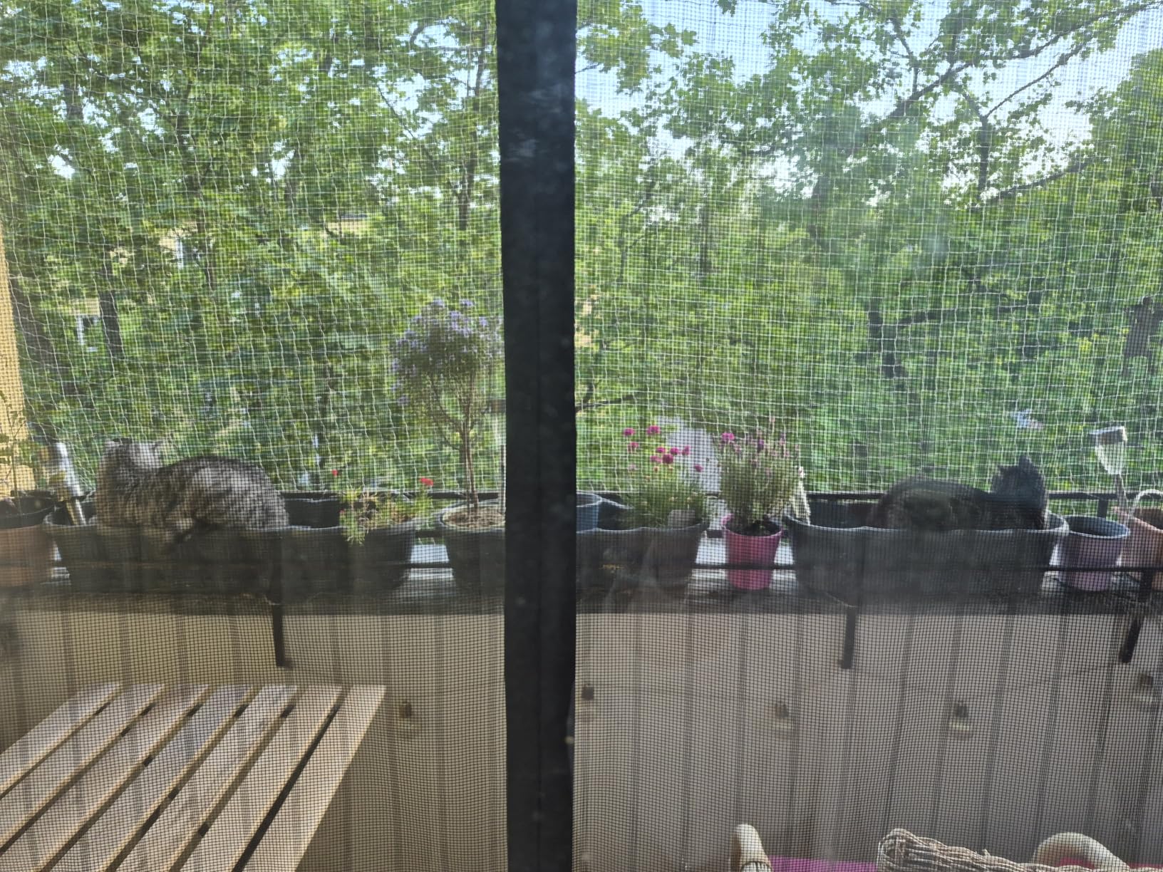 Adoptée direct