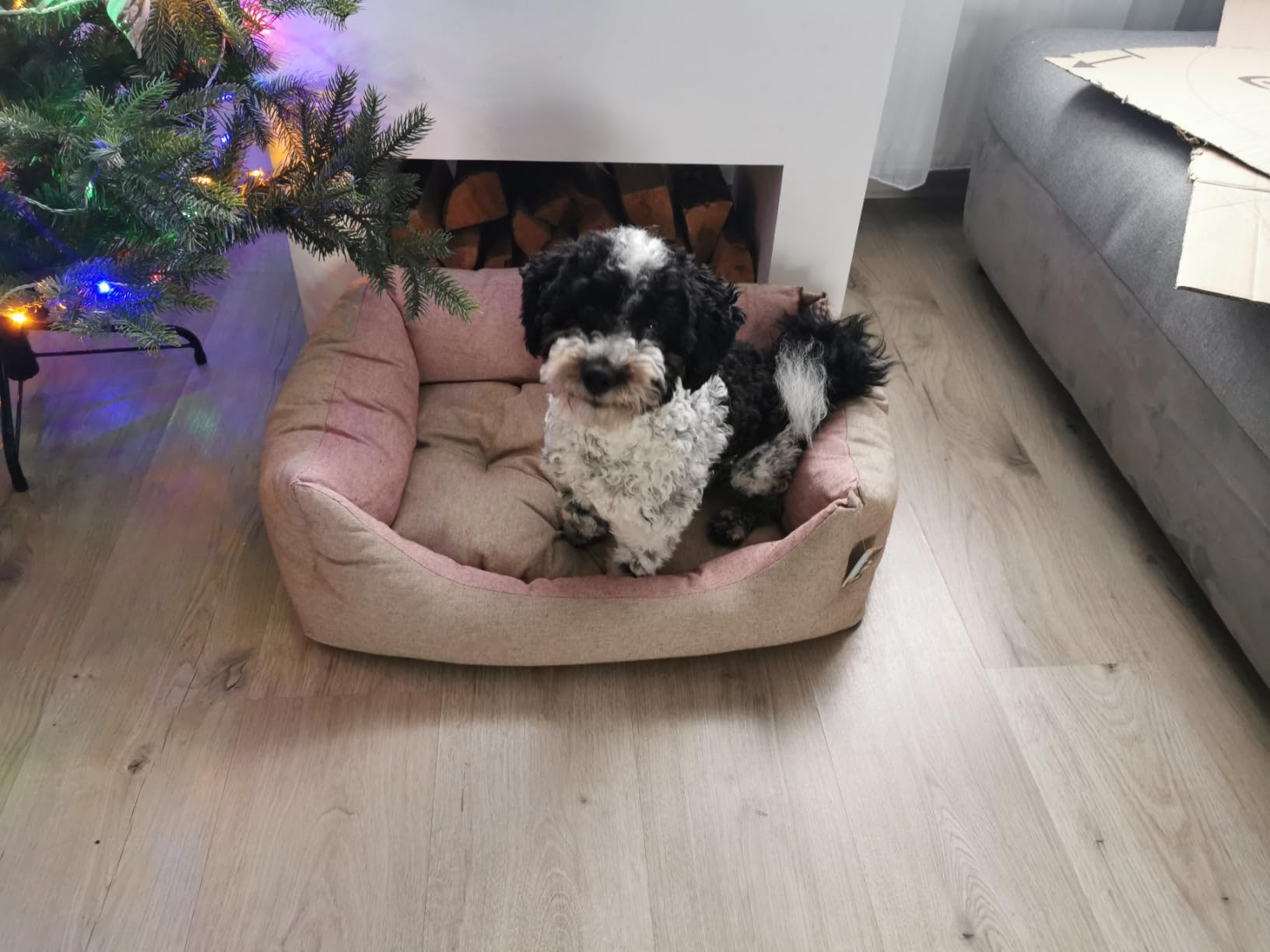 Mon chien ne la quitte plus