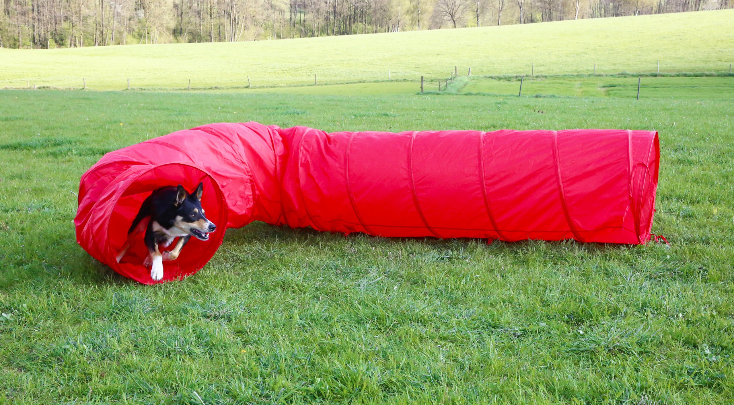 kerbl-tunnel-agility-rouge-60-cm-5-m-pour-chien image 7