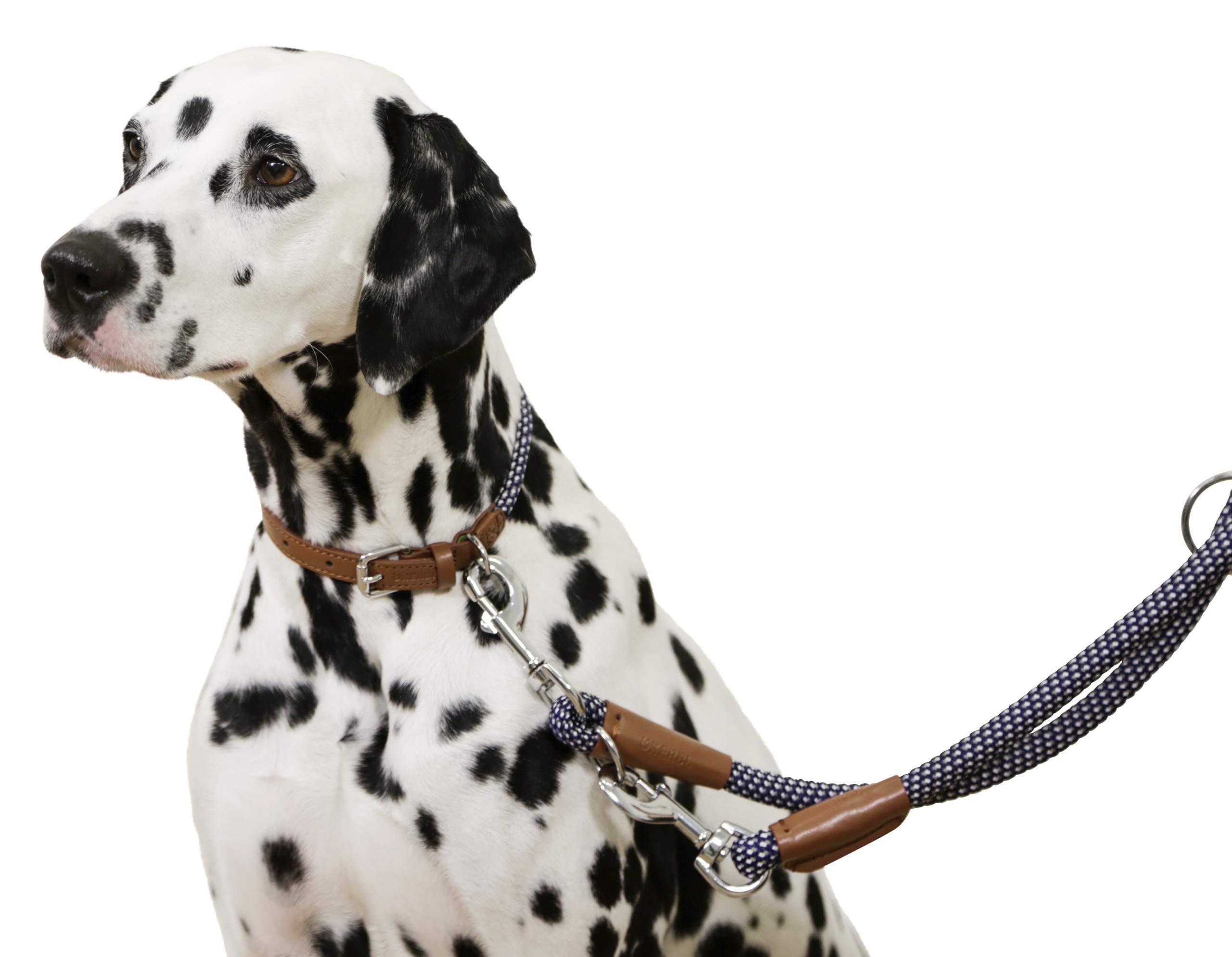 kerbl-phoenix-collier-rond-pour-chien-bleu-30-40cm-9mm image 3