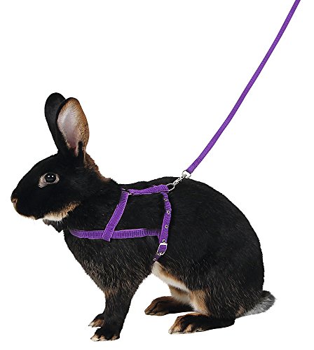 kerbl-agility-harnais-pour-chien-lilas-taille-l-laisse-2-m image 3