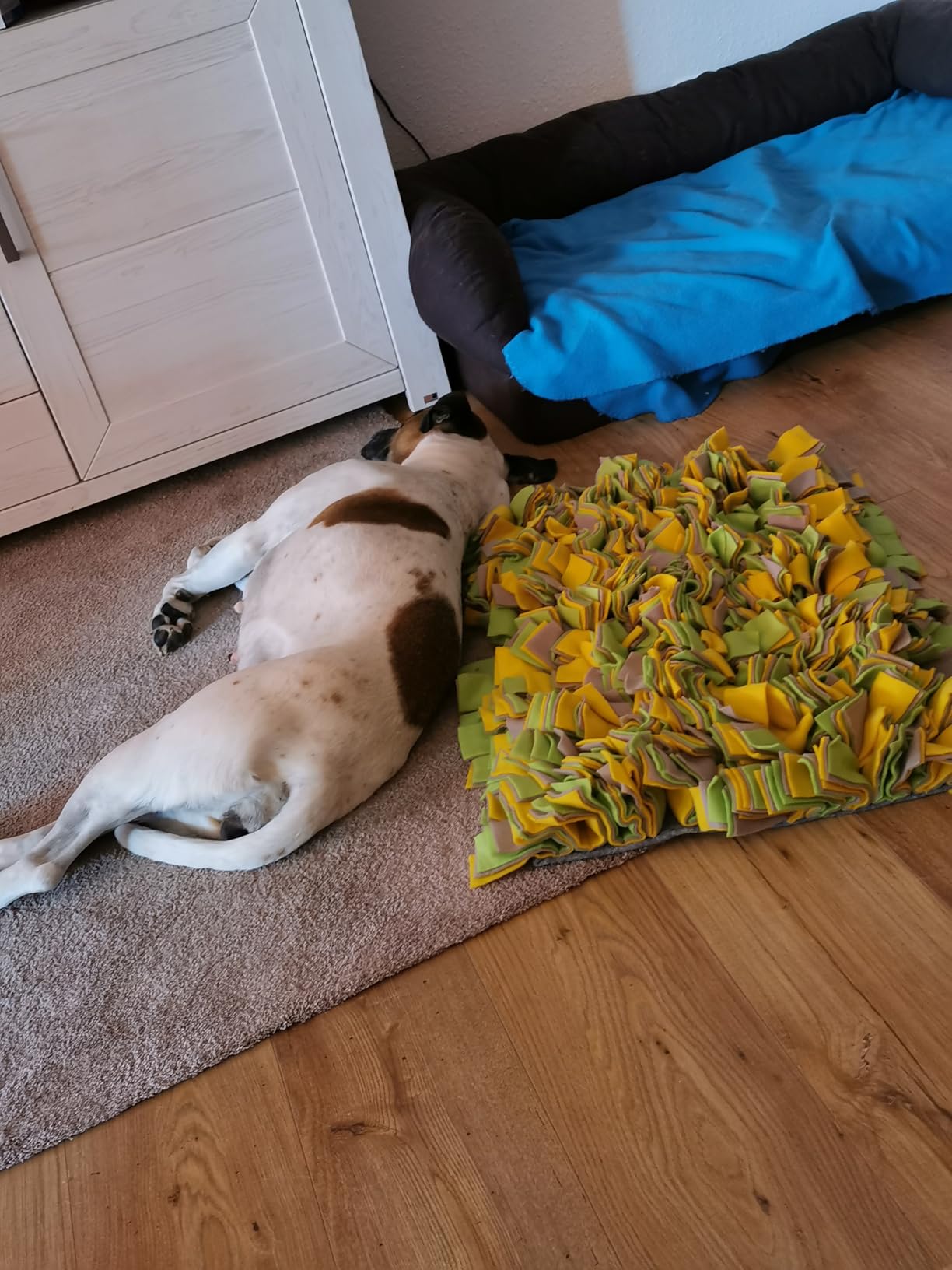Mon chien est fan