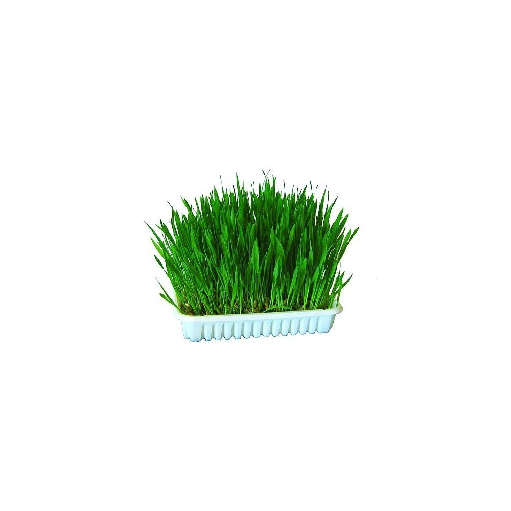 kerbl-pet-herbe-chat-100-g-cultiver image 1