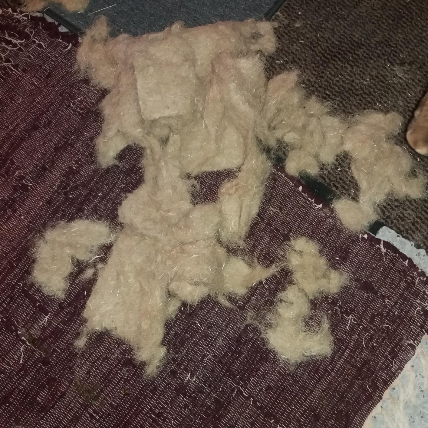 Mes lapins valident