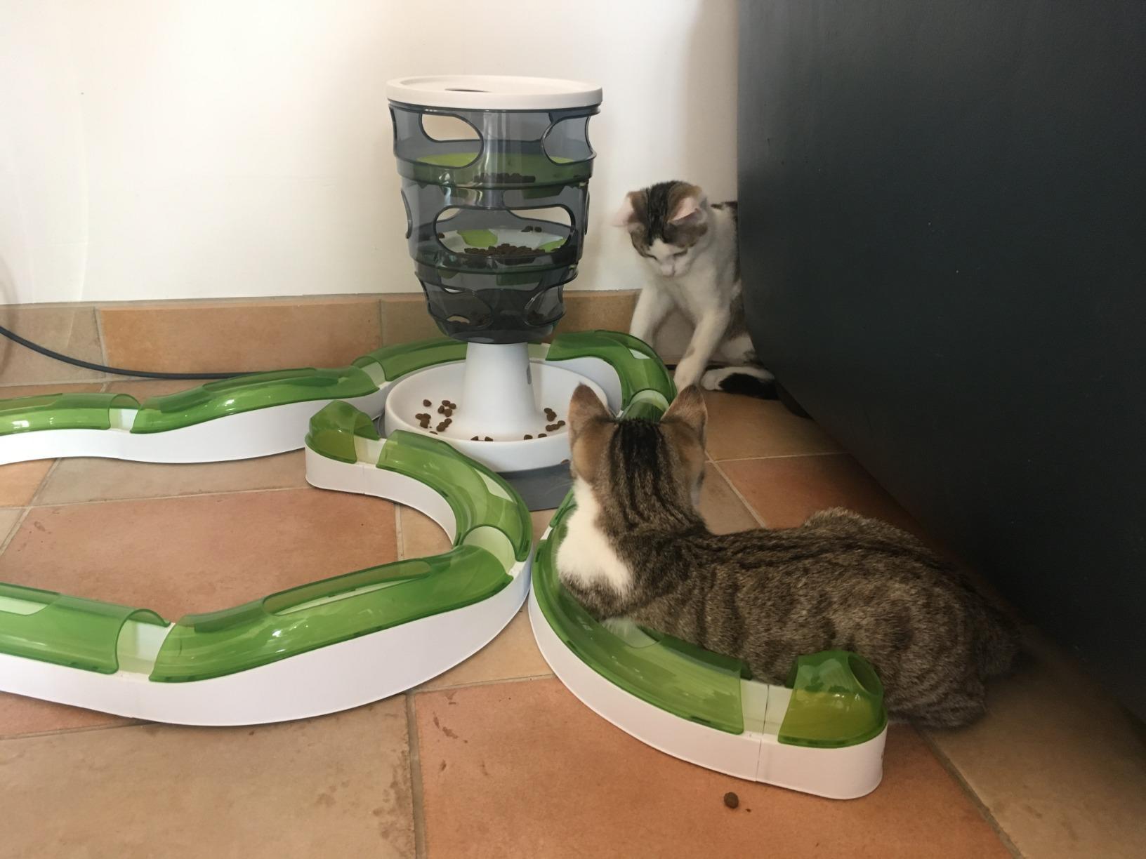 Idéal pour chaton