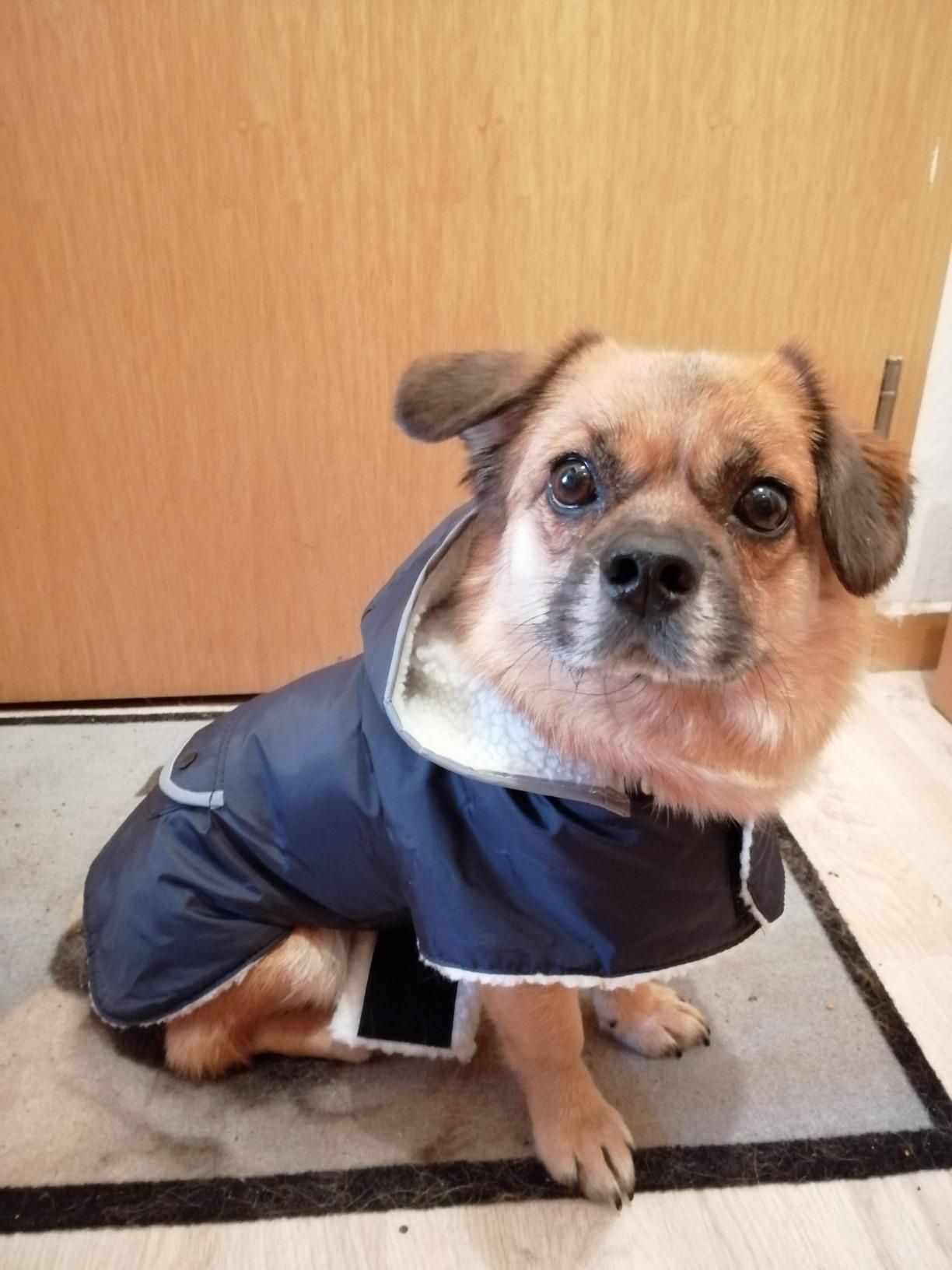 Mon loulou ne veut plus l'enlever