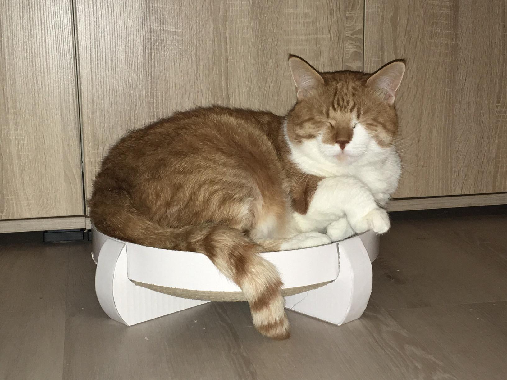 Pas fan de la cataire