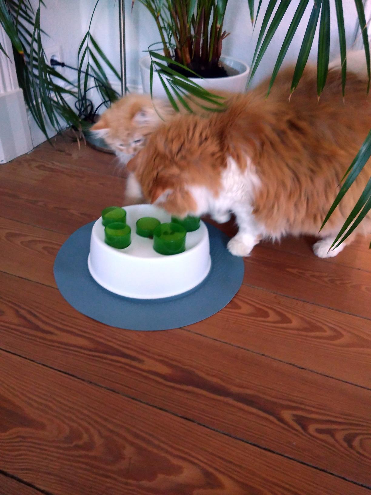 Pas pour tous les chats