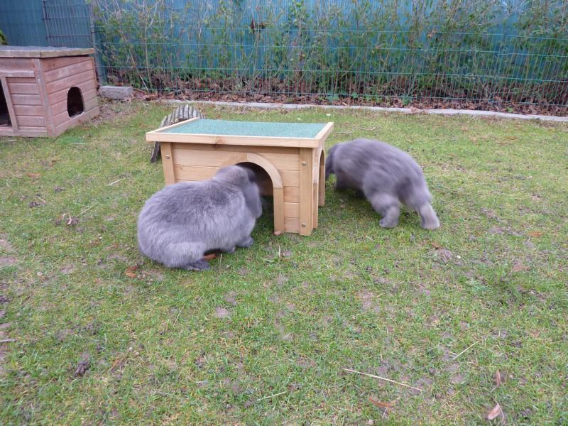 Mon lapin a adopté